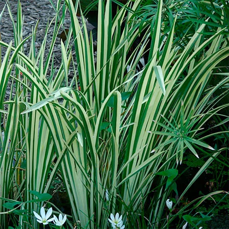 Acorus calamus 'Variegatus'