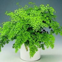 Adiantum raddianum
