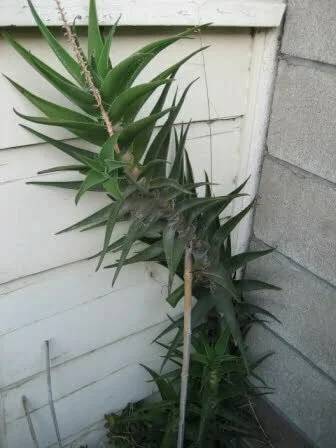 1374001346_aloe-ciliaris-main