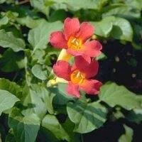 Distictis buccinatoria