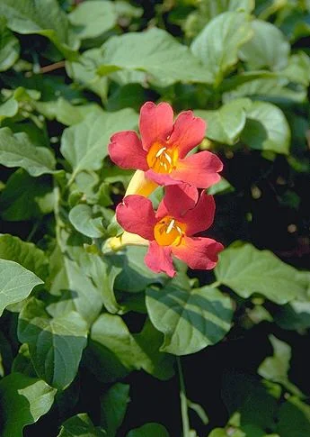 Distictis buccinatoria