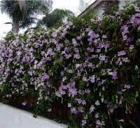 Clytostoma callistegioides