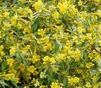 Gelsemium sempervirens