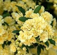 Rosa banksiae