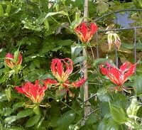 Gloriosa superba