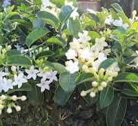 Stephanotis floribunda