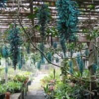 Strongylodon macrobotrys