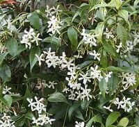 Trachelospermum jasminoides