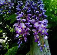 Wisteria floribunda 'Lavender Lace'