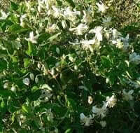 Clematis brachiata