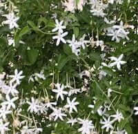 Jasminum angulare