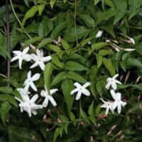 Jasminum polyanthum