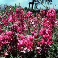 Lathyrus latifolius