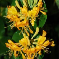 Lonicera caprifolium