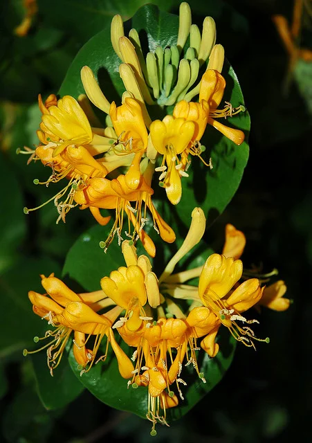 Lonicera caprifolium