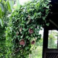 Aristolochia littoralis