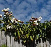 Beaumontia grandiflora
