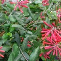 Lonicera sempervirens