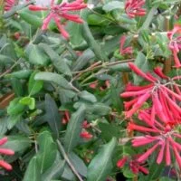 Lonicera sempervirens