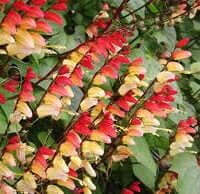 Mina lobata