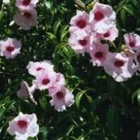 Pandorea jasminoides