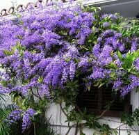 Petrea volubilis