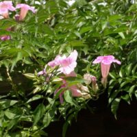 Podranea ricasoliana