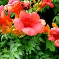 Campsis radicans