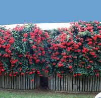 Clerodendrum splendens