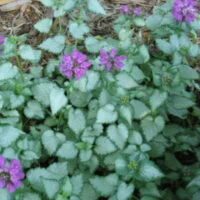Lamium species