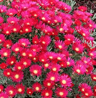 Lampranthus species
