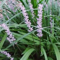 Liriope muscari
