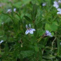 Lobelia anceps