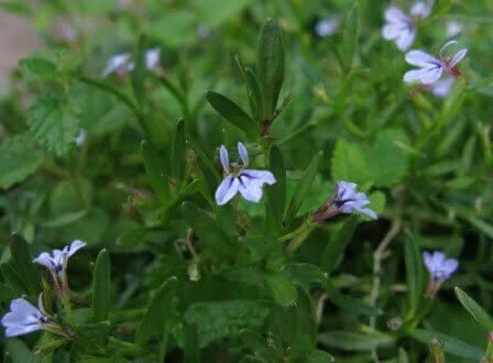 Lobelia anceps