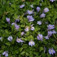 Mazus reptans 'Purple'