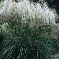 Miscanthus capensis