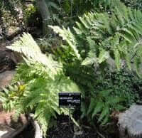 Microlepia speluncae