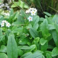 Myosotis scorpioides (=M. palustris)