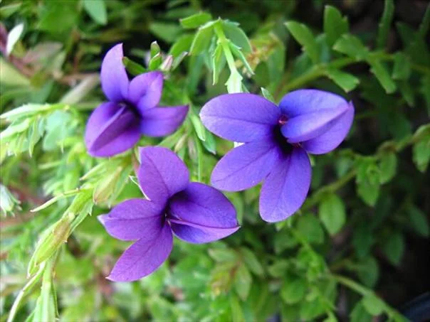 Monopsis unidentata
