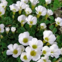 Oxalis deppei 'Alba'