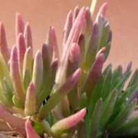 Othonna carnosa var. carnosa