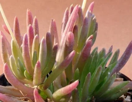 Othonna carnosa var. carnosa