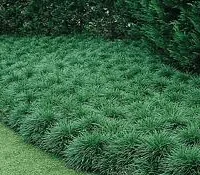 Ophiopogon japonicus