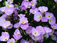 Oenothera berlandieri 'Ballerina'