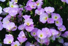 Oenothera berlandieri 'Ballerina'