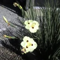 Dietes bicolor