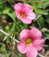 Oxalis depressa 'Pink Star'