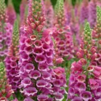 Digitalis purpurea