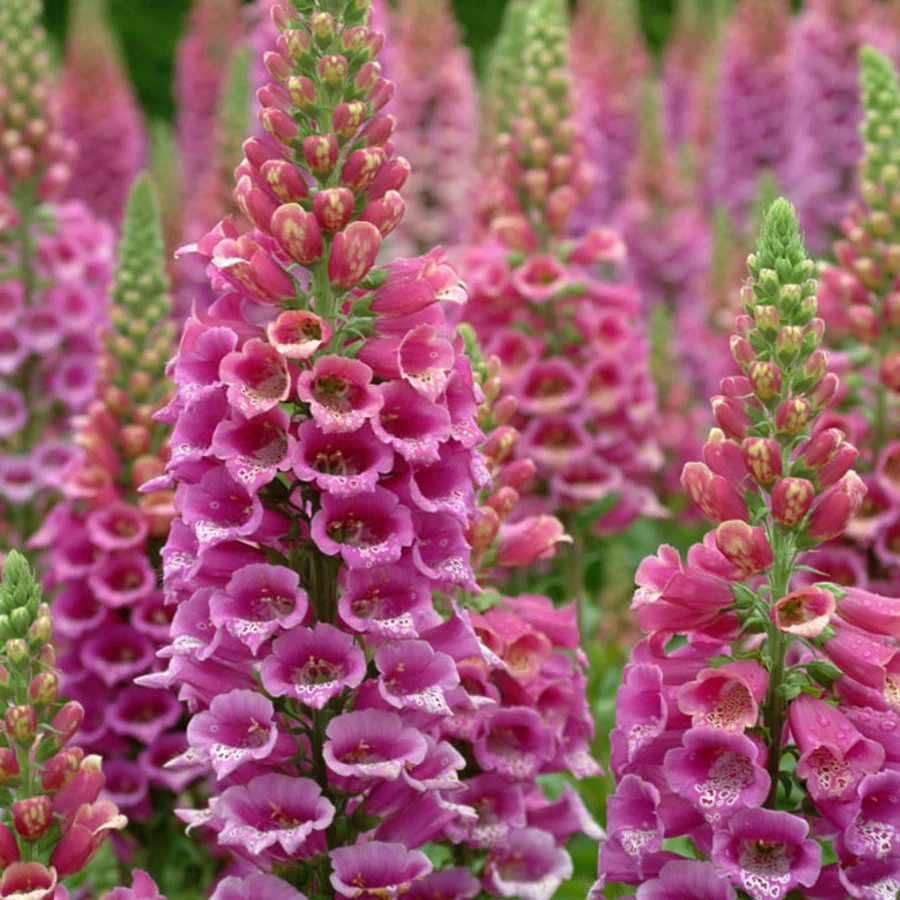 Digitalis purpurea