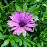 Dimorphotheca ecklonis (=Osteospermum ecklonis)